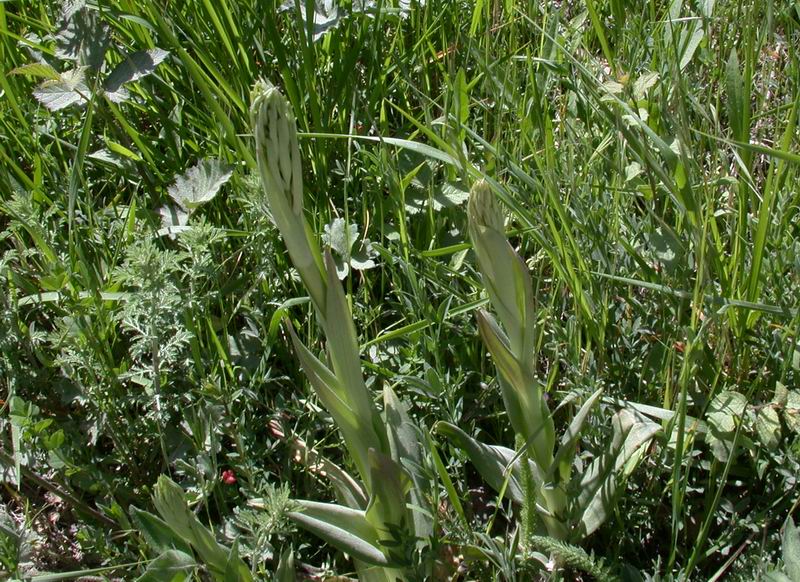 Chi sar? : Himantoglossum adriaticum